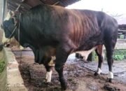 Prabowo sumbang lembu kurban 906 kg untuk warga pematangsiantar prabowo sumbang lembu kurban 906 kg untuk warga pematangsiantar