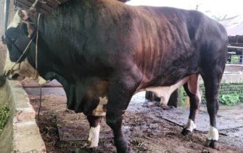 Prabowo sumbang lembu kurban 906 kg untuk warga pematangsiantar prabowo sumbang lembu kurban 906 kg untuk warga pematangsiantar