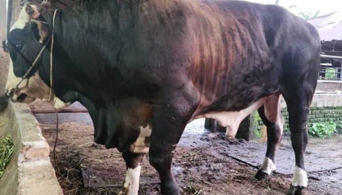 prabowo sumbang lembu kurban 906 kg untuk warga pematangsiantar