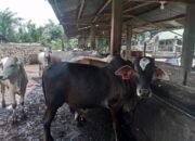 Harga lembu kurban tembus rp15 juta, penjualan di pematangsiantar mulai lesu harga lembu kurban tembus rp15 juta, penjualan di pematangsiantar mulai lesu