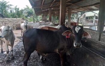Harga lembu kurban tembus rp15 juta, penjualan di pematangsiantar mulai lesu harga lembu kurban tembus rp15 juta, penjualan di pematangsiantar mulai lesu