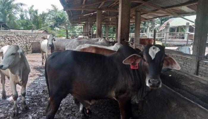 harga lembu kurban tembus rp15 juta, penjualan di pematangsiantar mulai lesu