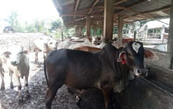 1.049 hewan kurban siap disembelih di pematangsiantar, dmi ajak masjid berbagi