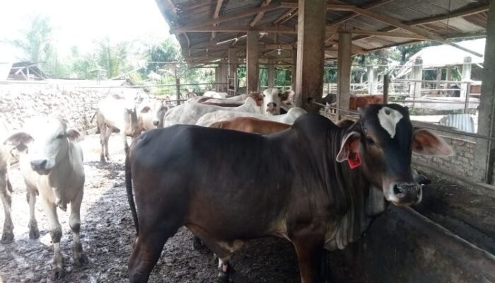 1.049 hewan kurban siap disembelih di pematangsiantar, dmi ajak masjid berbagi