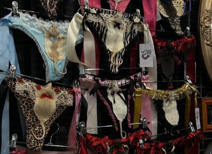 lingerie berhias tikus awetan viral, butik australia tuai sorotan publik