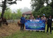 sambut idul adha 1447 h, sol bagikan lima sapi kurban untuk masyarakat taput