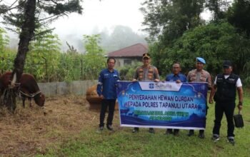 sambut idul adha 1447 h, sol bagikan lima sapi kurban untuk masyarakat taput