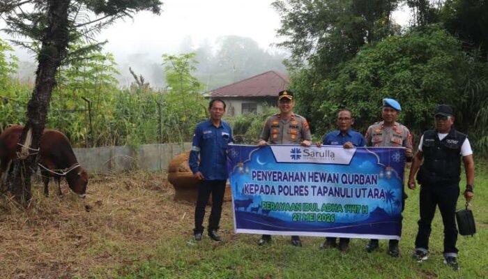 sambut idul adha 1447 h, sol bagikan lima sapi kurban untuk masyarakat taput