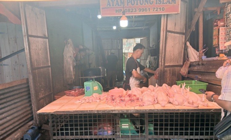 harga ayam di pasar dwikora naik lagi, pedagang sebut pasokan terserap program mbg