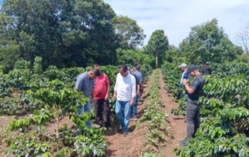 petani kopi taput dapat rumah produksi dan dukungan pemasaran dari pemprov sumut