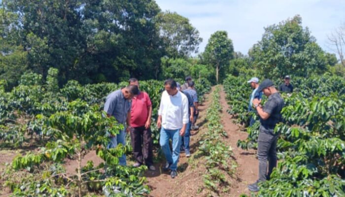 petani kopi taput dapat rumah produksi dan dukungan pemasaran dari pemprov sumut