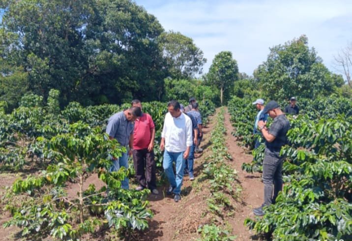 petani kopi taput dapat rumah produksi dan dukungan pemasaran dari pemprov sumut