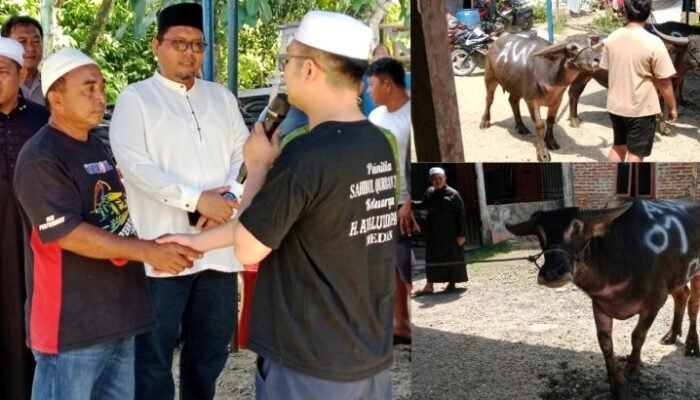 awaluddin pane kembali berbagi di nias, sembelih 3 kerbau dan 2 kambing
