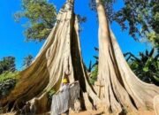 wisata pohon purba lombok timur viral, hutan tua ratusan tahun jadi daya tarik baru