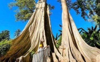 wisata pohon purba lombok timur viral, hutan tua ratusan tahun jadi daya tarik baru