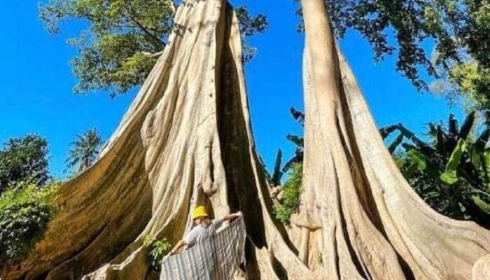 wisata pohon purba lombok timur viral, hutan tua ratusan tahun jadi daya tarik baru