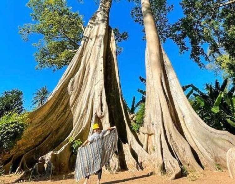 wisata pohon purba lombok timur viral, hutan tua ratusan tahun jadi daya tarik baru