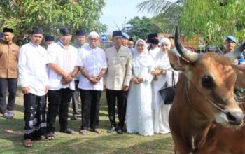 polda aceh bagikan 46 hewan kurban untuk warga dan pesantren di iduladha 1447 h