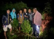 polisi temukan 5 batang ganja di ladang warga sumbul, pemilik langsung dibekuk