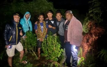 polisi temukan 5 batang ganja di ladang warga sumbul, pemilik langsung dibekuk