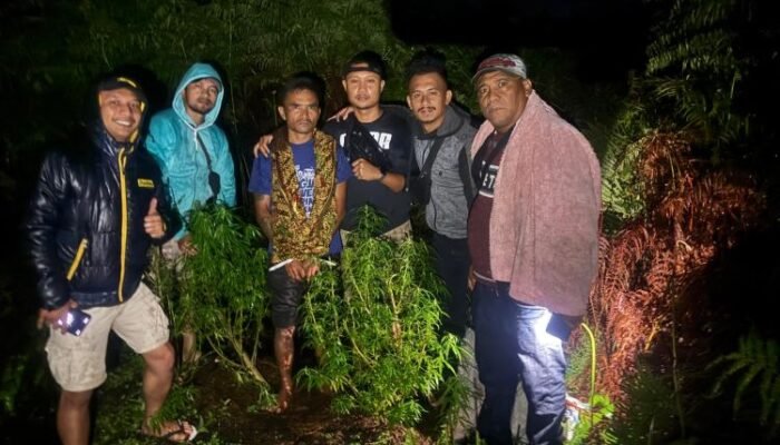 polisi temukan 5 batang ganja di ladang warga sumbul, pemilik langsung dibekuk