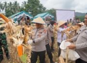 polres padangsidimpuan targetkan produksi jagung 90 ton pada 2026