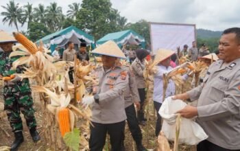 polres padangsidimpuan targetkan produksi jagung 90 ton pada 2026