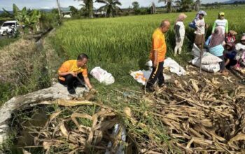 polsek tanah jawa turun ke ladang dukung panen raya jagung serentak kuartal ii 2026