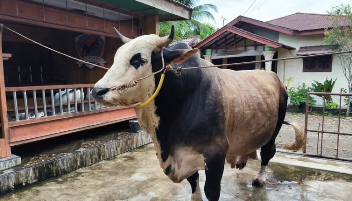 polemik sapi kurban prabowo dari apbn, istana hingga mui buka suara