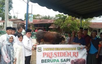 Warga gurilla haru terima sapi kurban presiden prabowo, bobot hampir 1 ton jadi sorotan warga gurilla haru terima sapi kurban presiden prabowo, bobot hampir 1 ton jadi sorotan