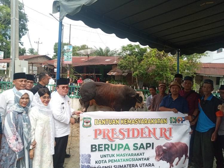 warga gurilla haru terima sapi kurban presiden prabowo, bobot hampir 1 ton jadi sorotan