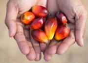 Pemerintah bergerak cepat redam gejolak harga sawit, wamentan: petani tak perlu khawatir pemerintah bergerak cepat redam gejolak harga sawit, wamentan: petani tak perlu khawatir