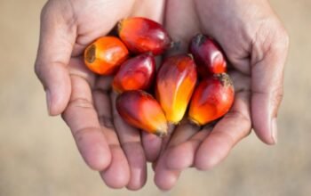 Pemerintah bergerak cepat redam gejolak harga sawit, wamentan: petani tak perlu khawatir pemerintah bergerak cepat redam gejolak harga sawit, wamentan: petani tak perlu khawatir