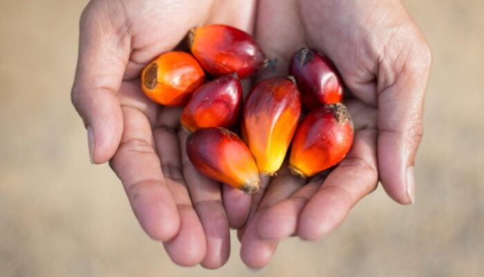 pemerintah bergerak cepat redam gejolak harga sawit, wamentan: petani tak perlu khawatir