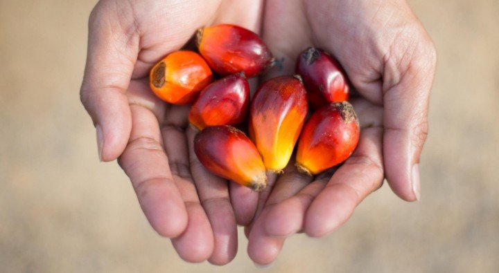 pemerintah bergerak cepat redam gejolak harga sawit, wamentan: petani tak perlu khawatir