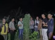 polisi temukan 40 batang ganja setinggi 2,5 meter di tanjung morawa