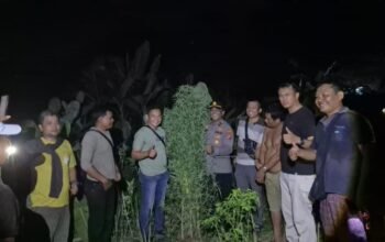 polisi temukan 40 batang ganja setinggi 2,5 meter di tanjung morawa