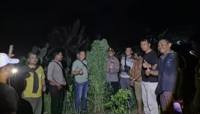 polisi temukan 40 batang ganja setinggi 2,5 meter di tanjung morawa