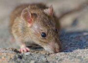 who tegaskan hantavirus tidak menular luas, tiga tewas di kapal mv hondius