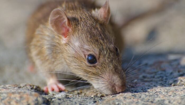 who tegaskan hantavirus tidak menular luas, tiga tewas di kapal mv hondius