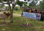 momen haru di dayah wakaf barbate saat terima bantuan sapi kurban dari kalbe farma