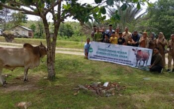 momen haru di dayah wakaf barbate saat terima bantuan sapi kurban dari kalbe farma