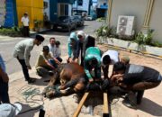pln up3 siantar salurkan 150 paket daging kurban, wujud kepedulian di hari raya idul adha