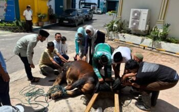 pln up3 siantar salurkan 150 paket daging kurban, wujud kepedulian di hari raya idul adha
