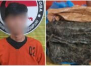 ucok diringkus polres sidimpuan di depan pasar buah, ganja 1,951 kg disita