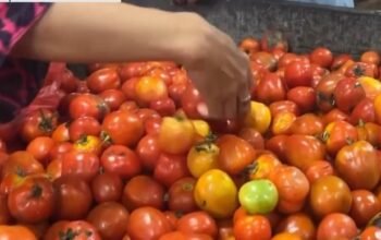 harga tomat di pekan sidamanik simalungun naik 4 kali lipat akibat cuaca ekstrem dan bbm