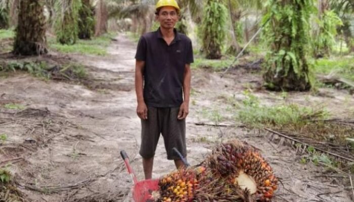 pkspi dukung dsi, nilai langkah prabowo perkuat posisi petani sawit