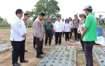 Kapolda sumut tinjau bawang putih di samosir, target kurangi impor kapolda sumut tinjau bawang putih di samosir, target kurangi impor