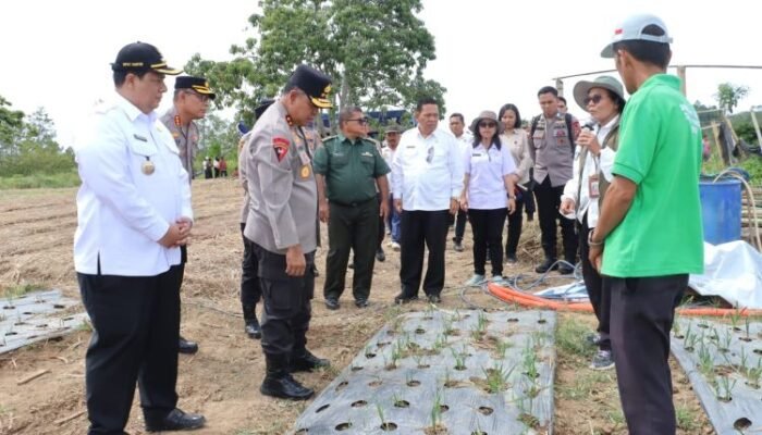 kapolda sumut tinjau bawang putih di samosir, target kurangi impor