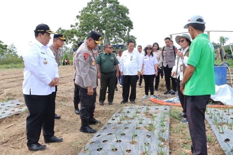 kapolda sumut tinjau bawang putih di samosir, target kurangi impor
